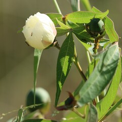 Gossypium thurberi