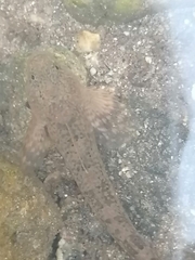 Cottus sibiricus