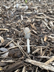 Coprinopsis