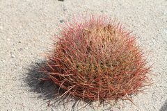Ferocactus cylindraceus