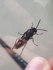 Hymenoptera