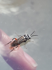 Hymenoptera
