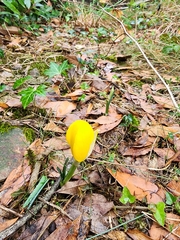 Sternbergia lutea