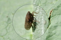 Aphrodes