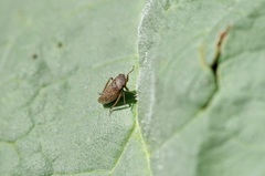 Aphrodes