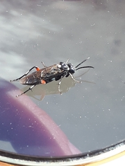 Hymenoptera