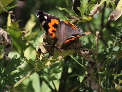 Vanessa indica