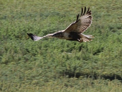 Buteo hemilasius