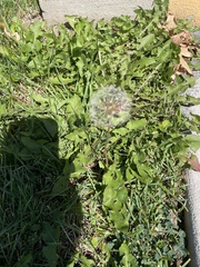 Taraxacum