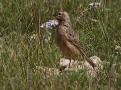 Anthus godlewskii