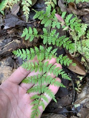 Dryopteris