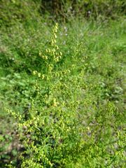 Artemisia annua