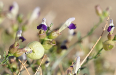 Scutellaria mexicana