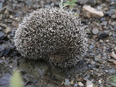 Mesechinus dauuricus