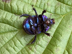 Anoplotrupes stercorosus
