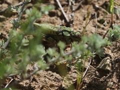 Angaracris barabensis