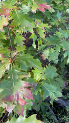 Quercus rubra