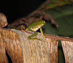 Phyllomedusa burmeisteri