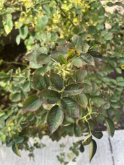 Rosa