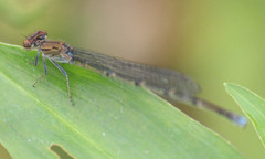 Pseudagrion massaicum