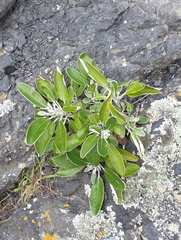 Brachyglottis greyi