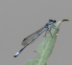 Pseudagrion kersteni