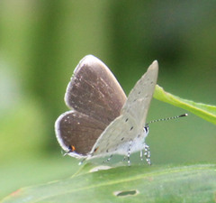 Eicochrysops hippocrates