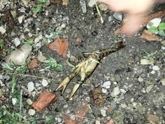 Austropotamobius pallipes