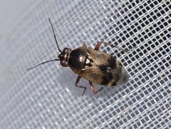 Deraeocoris serenus
