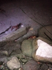 Austropotamobius pallipes