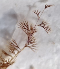 Bugulidae