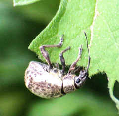 Sciobius