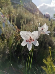 Gladiolus debilis
