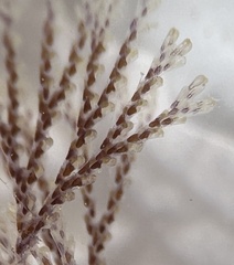 Bugulidae
