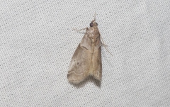 Acrobasis comptella