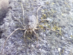 Odiellus spinosus