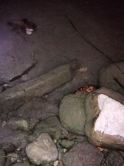 Austropotamobius pallipes