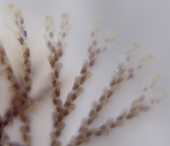 Bugulidae