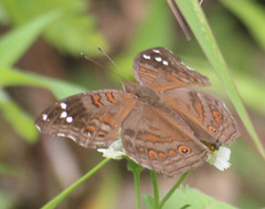 Junonia natalica natalica