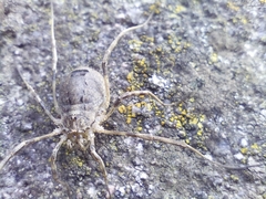 Odiellus spinosus