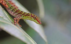 Anolis ventrimaculatus