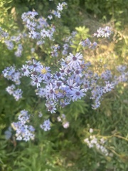 Symphyotrichum shortii