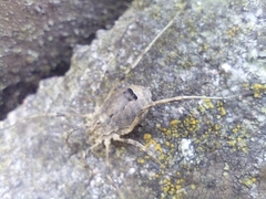 Odiellus spinosus