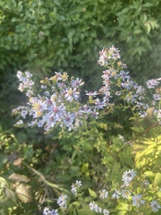 Symphyotrichum shortii