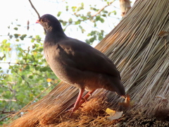 Pternistis adspersus