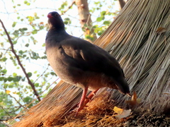 Pternistis adspersus