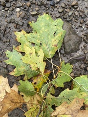 Quercus rubra