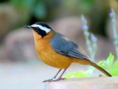 Cossypha heuglini heuglini