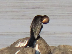 Microcarbo africanus africanus