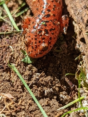Pseudotriton ruber